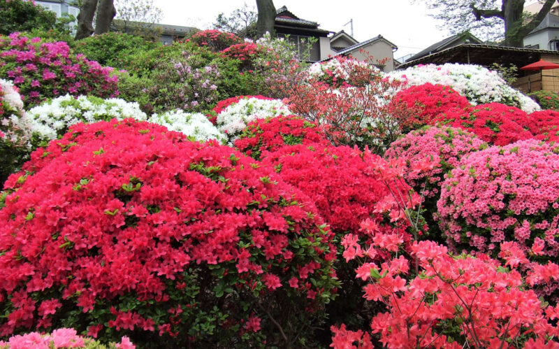 根津神社_foundjapan 根津神社_foundjapan