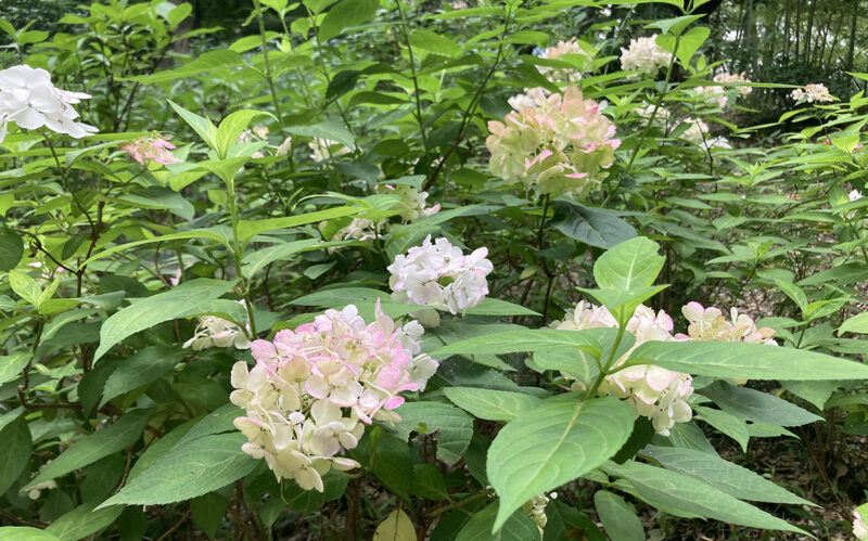 六義園_foundjapan 六義園_foundjapan