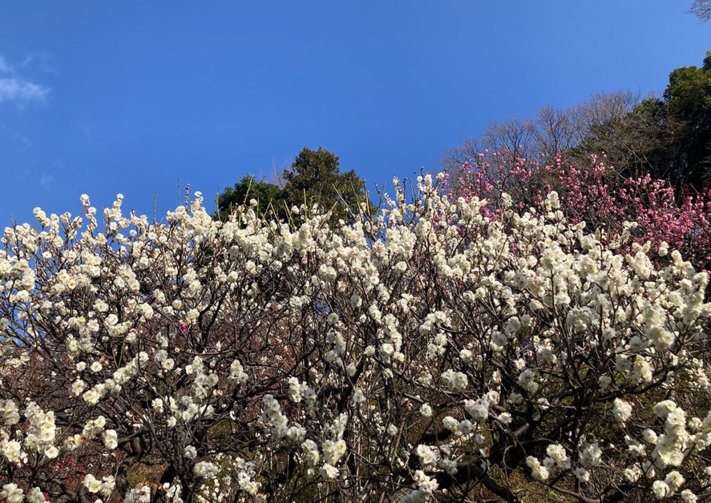 Ikegami Baien Plum Tree Garden | Found Japan